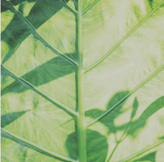 New addition to the collection!