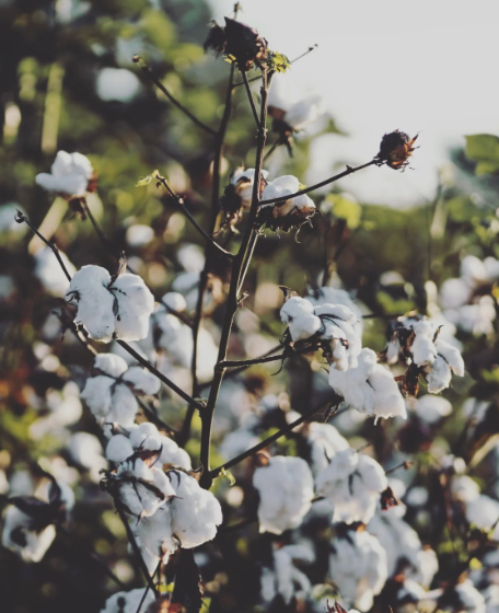 Why Cotton Yoga Pants Are a Must-Have in Every Conscious Wardrobe