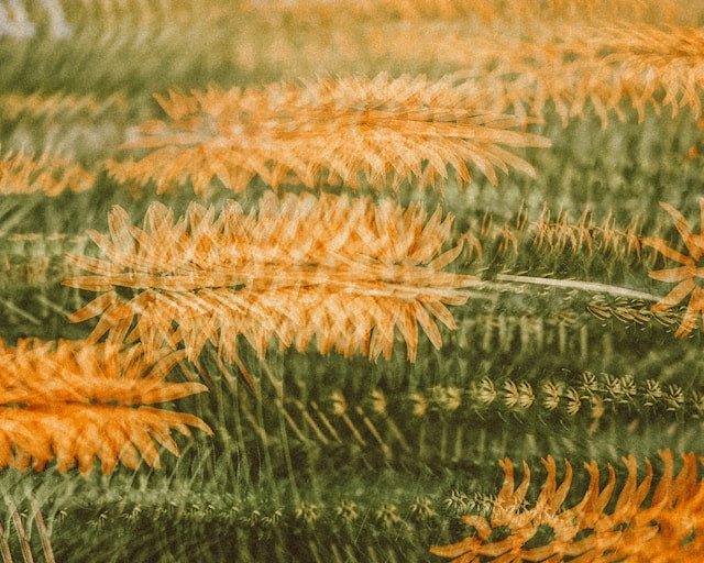 Why Everyone is Falling Back in Love with Organic Yoga & Activewear